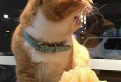 甜美糖心柚子猫VLOG：趣味生活记录与互动分享