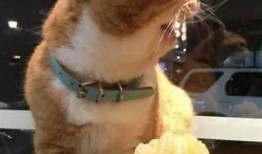 甜美糖心柚子猫VLOG：趣味生活记录与互动分享