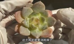 糖心小糖在线免费观看，青春甜蜜故事等你来探寻！