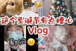 可爱兔糖心Vlog：带你走进兔兔的甜蜜日常生活