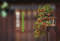 糖心小狐狸在线观看高清完整版：甜蜜冒险故事等你来探险！