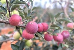 如何制定有效的国产糖心苹果促销方案?