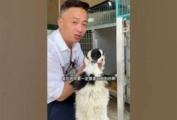 在线观看糖心猫宝宝，畅享萌趣日常与欢乐互动！