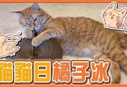 糖心橘子猫：一段温情萌宠成长记，带你体验猫咪的奇幻生活