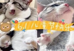 可爱糖心猫宝宝视频分享，萌宠日常陪你快乐每一天