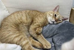 橘子猫糖心在线：宠物猫咪的乐趣与养护秘籍