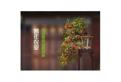 糖心J先生在线视频完整版观看，满足你的好奇心