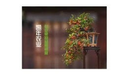 糖心J先生在线视频完整版观看，满足你的好奇心