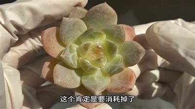 糖心老爹全集在线观看，精彩剧情与角色调查尽在此！