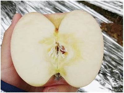 探索国产糖心苹果的营养价值与种植优势研究