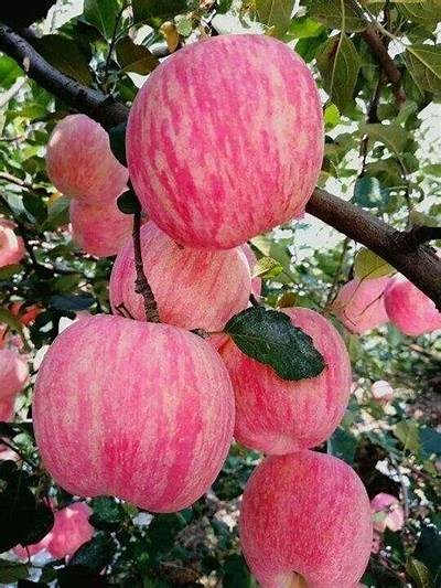 探索甜蜜：国产糖心苹果的种植与营养价值