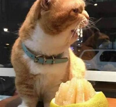 甜美糖心柚子猫VLOG：趣味生活记录与互动分享