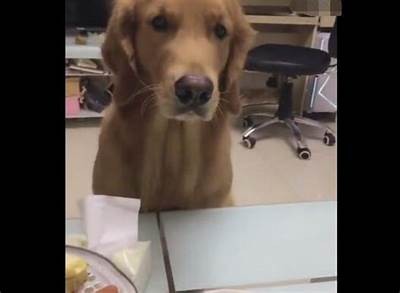 遛狗糖心：宠物背后的甜蜜爱情故事在线阅读