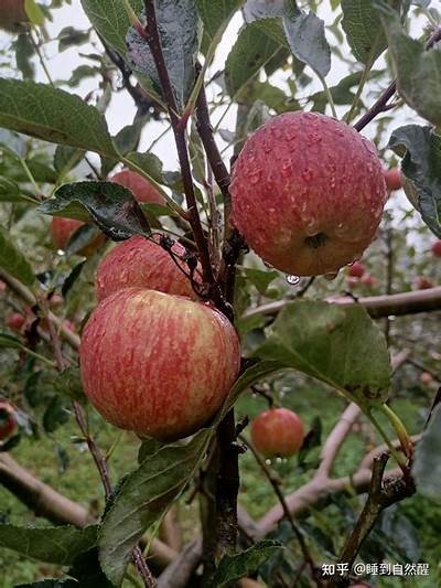糖心苹果版在线下载 | 最新版本免费下载与安装指南